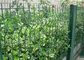 1.5-3.0mの幅の緑によって溶接されるワイヤー庭の塀の装飾 サプライヤー