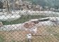 ポリ塩化ビニールは動物園の保護のためのワイヤー網の塀/緑の鉄条網のチェーン・リンクに塗りました サプライヤー