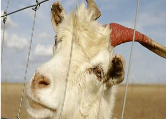 中国 家畜、友好的なEcoのためのパネルを囲う電気電流を通されたヤギ ワイヤー サプライヤー